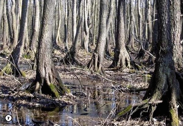 Иллюстрация к книге — История леса. Взгляд из Германии [i_007.jpg]