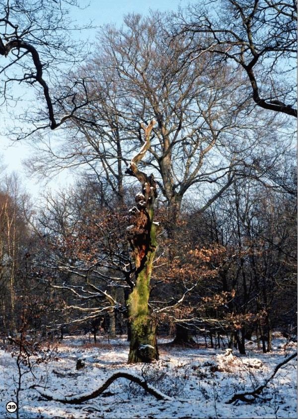 Иллюстрация к книге — История леса. Взгляд из Германии [i_039.jpg]