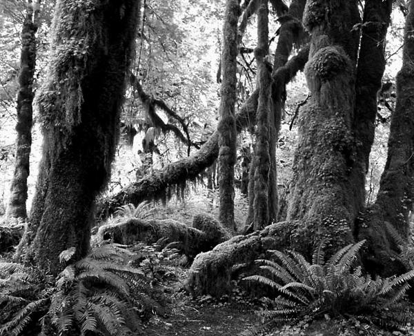 Иллюстрация к книге — 100 великих тайн Земли [_27.jpg]