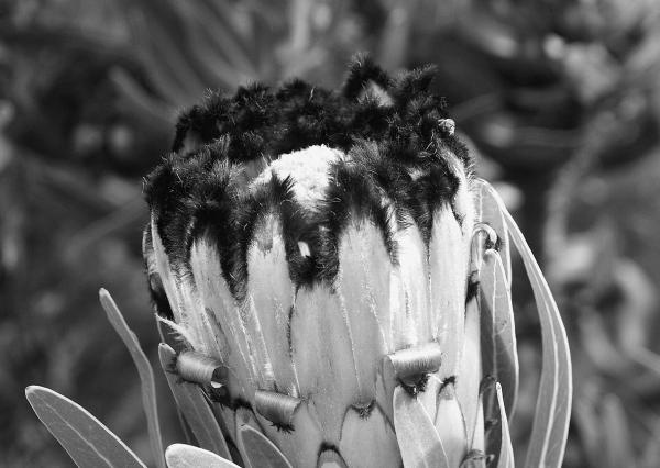 Иллюстрация к книге — 100 великих тайн Земли [_81.jpg]