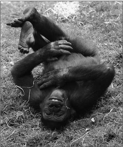 Иллюстрация к книге — Тупики психоанализа. Роковая ошибка Фрейда [i_018.jpg]