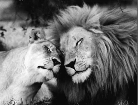 Иллюстрация к книге — Тупики психоанализа. Роковая ошибка Фрейда [i_046.jpg]