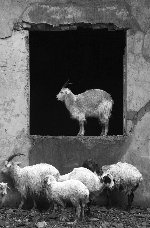 Иллюстрация к книге — Крайности Грузии. В поисках сокровищ Страны волков [i_028.jpg]