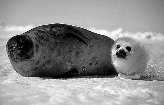 Иллюстрация к книге — 100 великих сокровищ России [i_096.jpg]