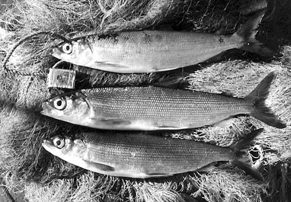 Иллюстрация к книге — 100 великих сокровищ России [i_097.jpg]