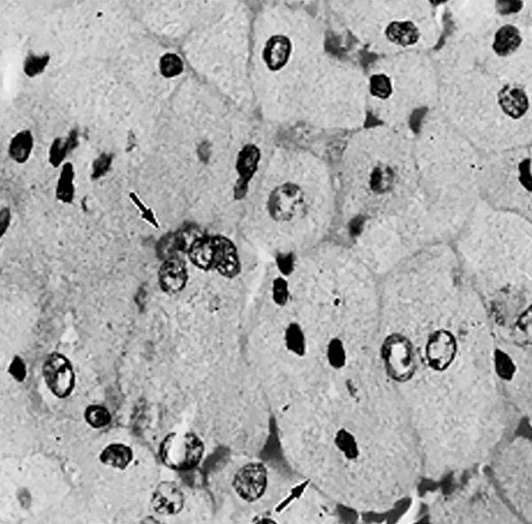 Иллюстрация к книге — 100 великих тайн человека [i_078.jpg]