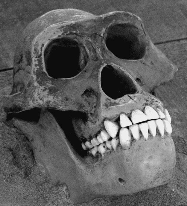 Иллюстрация к книге — 100 великих тайн человека [i_098.jpg]