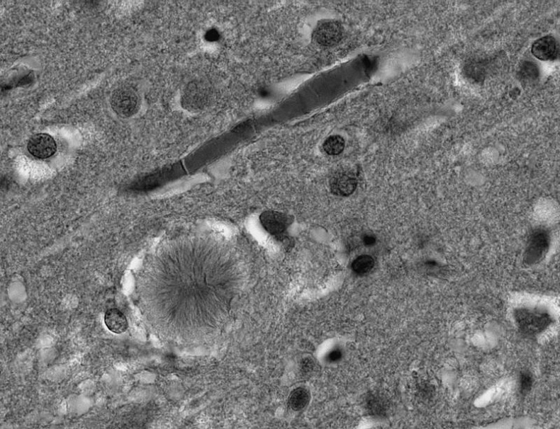 Иллюстрация к книге — 100 великих тайн сознания [i_022.jpg]