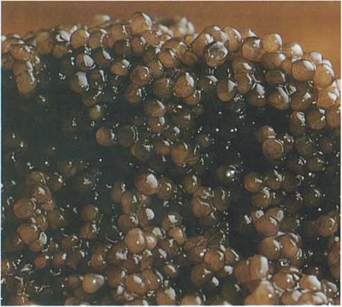 Иллюстрация к книге — Совершенное сочетание вина и еды [i_093.jpg]