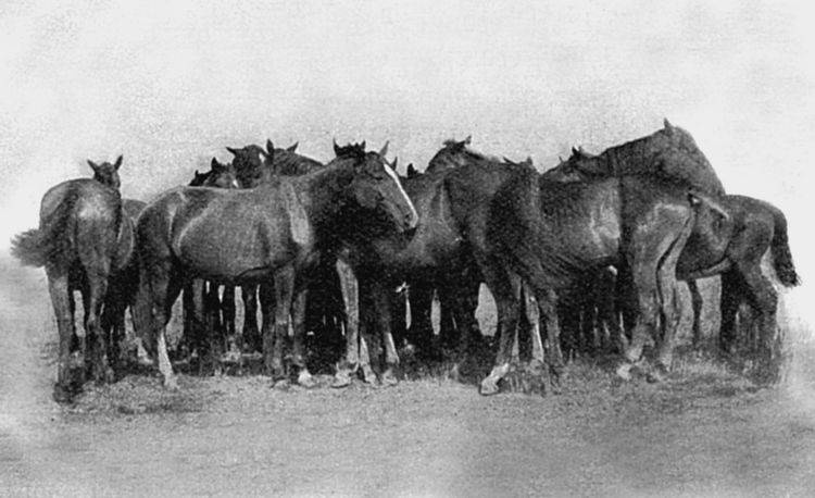 Иллюстрация к книге — История Войска Донского. Картины былого Тихого Дона [i_073.jpg]