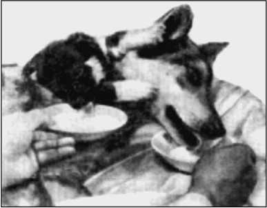 Иллюстрация к книге — 500 великих загадок истории [i_342.jpg]