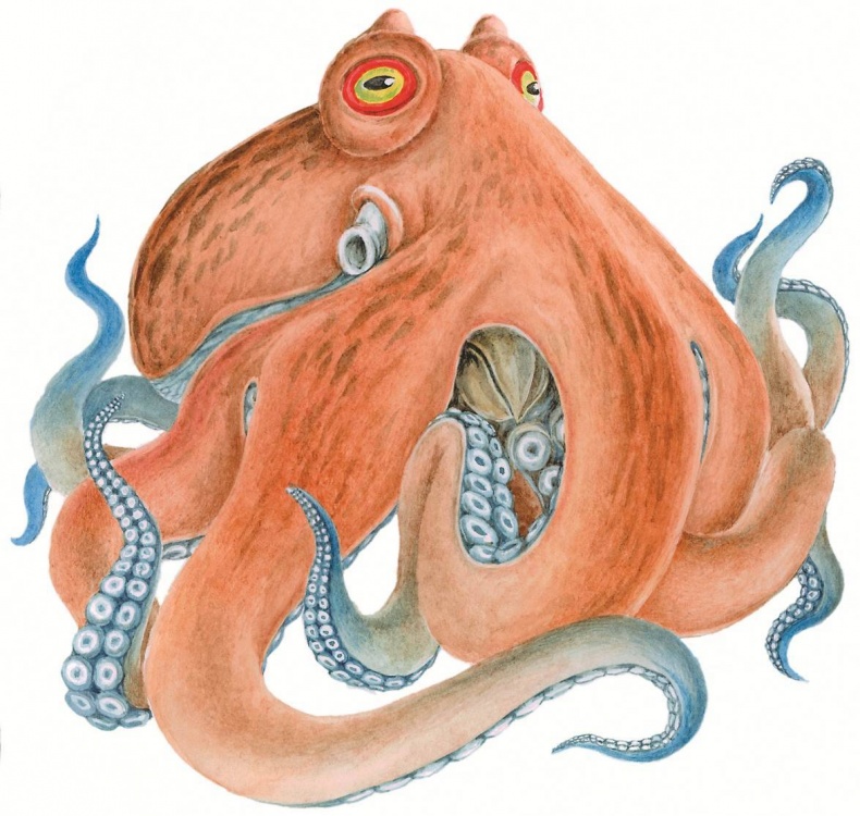 Иллюстрация к книге — Загадочные существа [i_004.jpg]