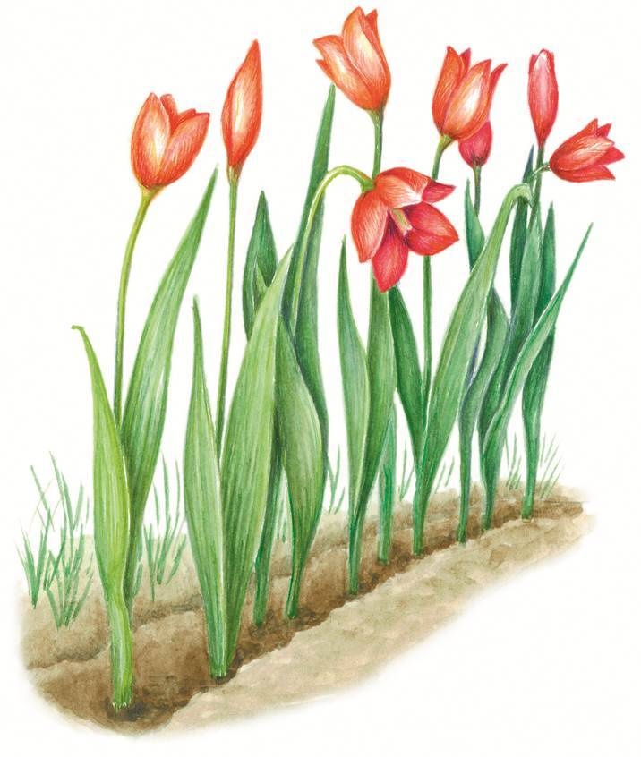 Иллюстрация к книге — Загадочные существа [i_008.jpg]