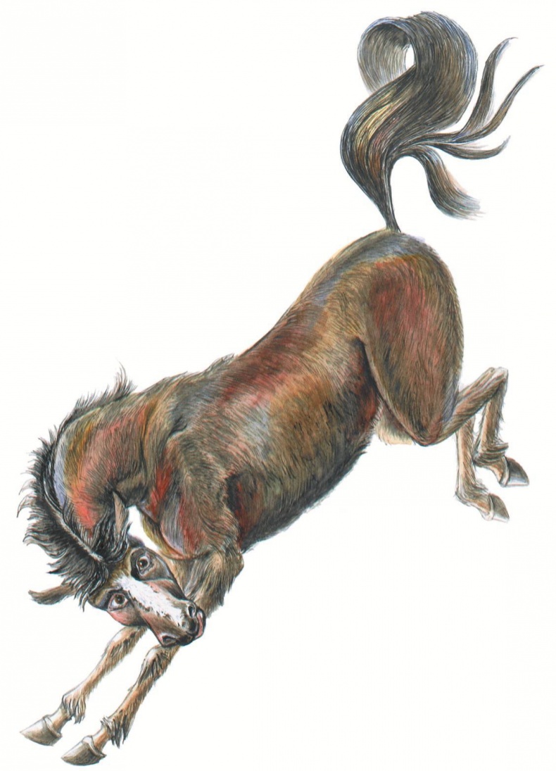 Иллюстрация к книге — Загадочные существа [i_067.jpg]