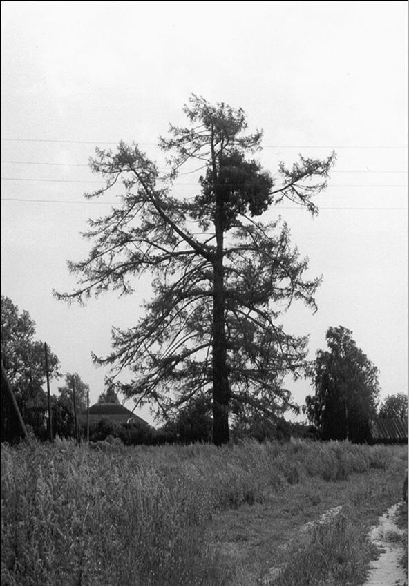 Иллюстрация к книге — Боги Лесного Заволжья. Путешествие по старым русским рубежам [i_002.jpg]