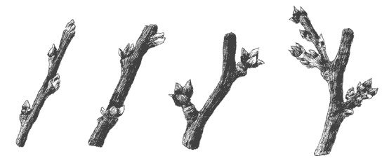 Иллюстрация к книге — Слива, терн, алыча... Сорта, выращивание, календарь садовых работ [i_001.jpg]