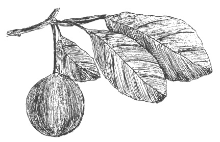 Иллюстрация к книге — Слива, терн, алыча... Сорта, выращивание, календарь садовых работ [i_002.jpg]