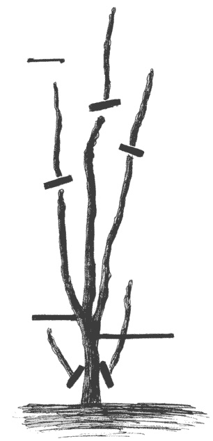 Иллюстрация к книге — Слива, терн, алыча... Сорта, выращивание, календарь садовых работ [i_003.jpg]