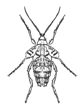 Иллюстрация к книге — Слива, терн, алыча... Сорта, выращивание, календарь садовых работ [i_005.jpg]