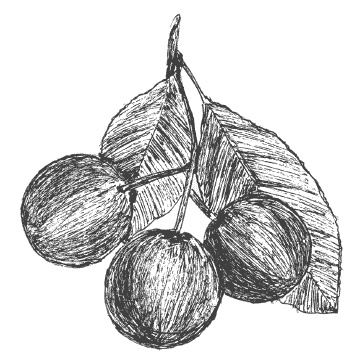 Иллюстрация к книге — Слива, терн, алыча... Сорта, выращивание, календарь садовых работ [i_006.jpg]