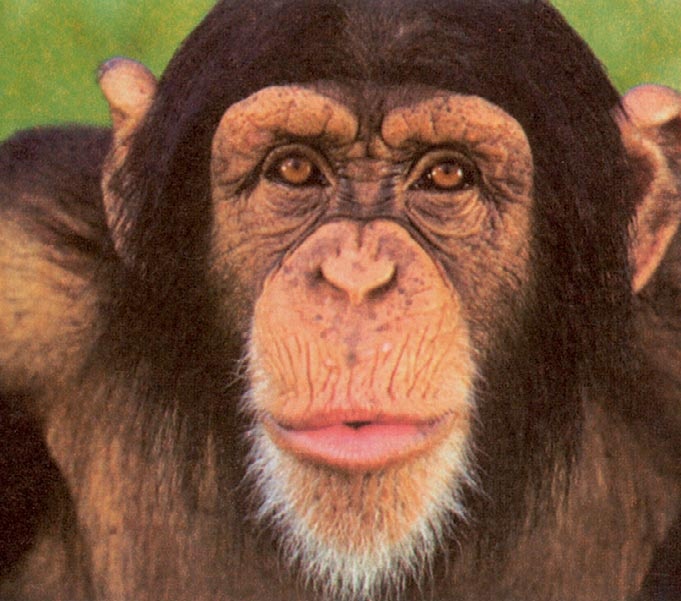 Иллюстрация к книге — Голый человек [i_109.jpg]