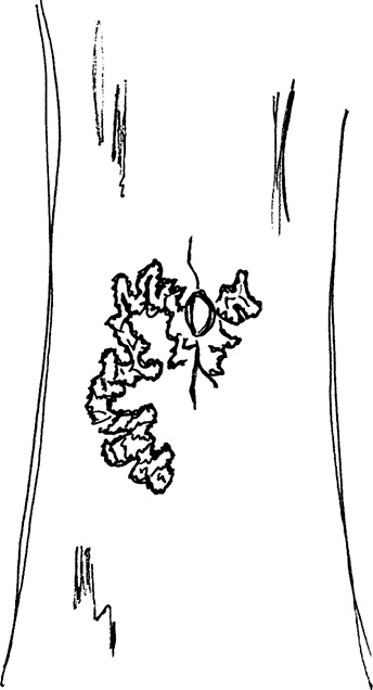 Иллюстрация к книге — Смотреть и видеть. Путеводитель по искусству восприятия [i_007.jpg]