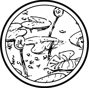 Иллюстрация к книге — Английская лаванда [_063.jpg]