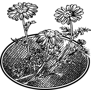 Иллюстрация к книге — Английская лаванда [_064.jpg]