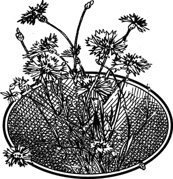 Иллюстрация к книге — Английская лаванда [_098.jpg]