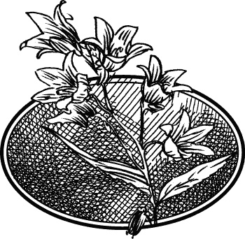 Иллюстрация к книге — Английская лаванда [_109.jpg]