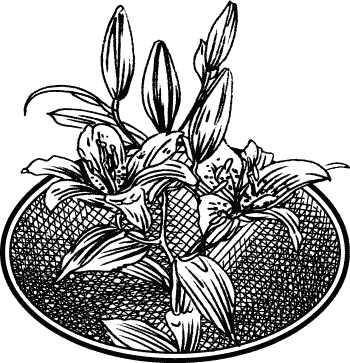 Иллюстрация к книге — Английская лаванда [_150.jpg]