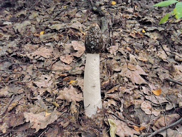 Иллюстрация к книге — Грибы для молодости и красоты [i_002.jpg]