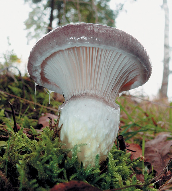 Иллюстрация к книге — Грибы для молодости и красоты [i_004.jpg]