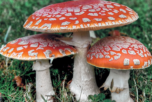 Иллюстрация к книге — Грибы для молодости и красоты [i_005.jpg]