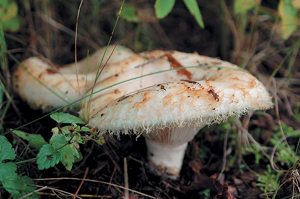 Иллюстрация к книге — Грибы для молодости и красоты [i_009.jpg]