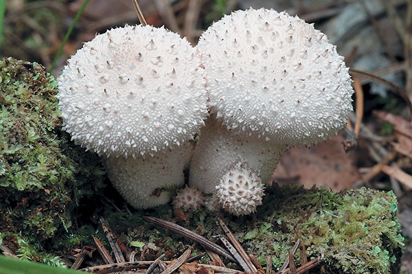 Иллюстрация к книге — Грибы для молодости и красоты [i_011.jpg]