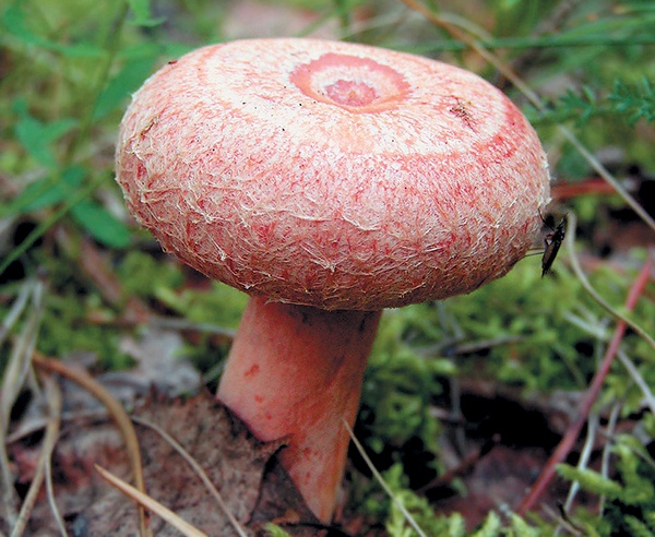 Иллюстрация к книге — Грибы для молодости и красоты [i_014.jpg]