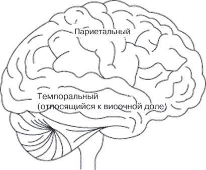 Иллюстрация к книге — Удивительные истории о мозге, или рекорды памяти коноплянки [i_016.jpg]