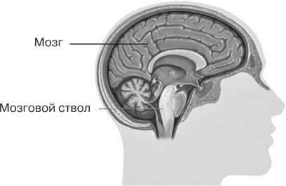 Иллюстрация к книге — Удивительные истории о мозге, или рекорды памяти коноплянки [i_018.jpg]