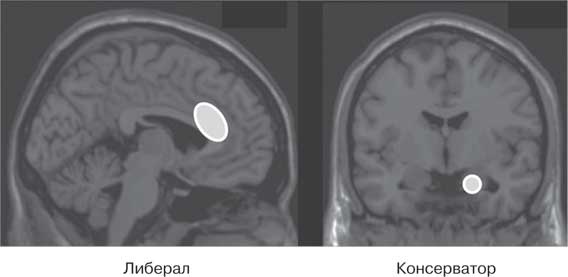 Иллюстрация к книге — Удивительные истории о мозге, или рекорды памяти коноплянки [i_029.jpg]