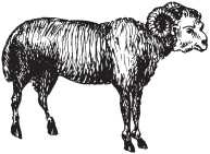 Иллюстрация к книге — Звезды и судьбы 2017. Самый полный гороскоп [i_002.jpg]