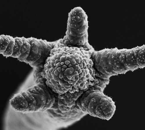 Иллюстрация к книге — Завтра начинается сегодня. Как воспользоваться достижениями anti-age медицины [i_015.jpg]