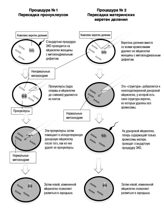 Иллюстрация к книге — Завтра начинается сегодня. Как воспользоваться достижениями anti-age медицины [i_037.jpg]