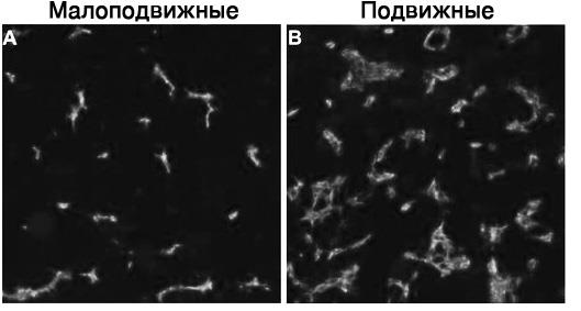 Иллюстрация к книге — Завтра начинается сегодня. Как воспользоваться достижениями anti-age медицины [i_051.jpg]