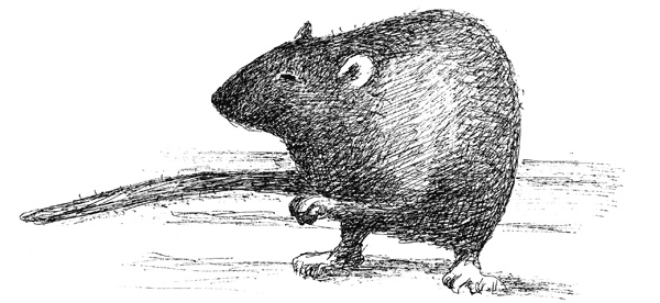 Иллюстрация к книге — Светофор, шушера и другие граждане [i_010.jpg]