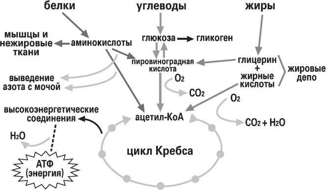 Иллюстрация к книге — Мой лучший друг - желудок. Еда для умных людей [i_009.jpg]