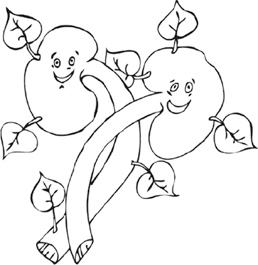 Иллюстрация к книге — Высокое давление. Справочник пациента [i_047.jpg]