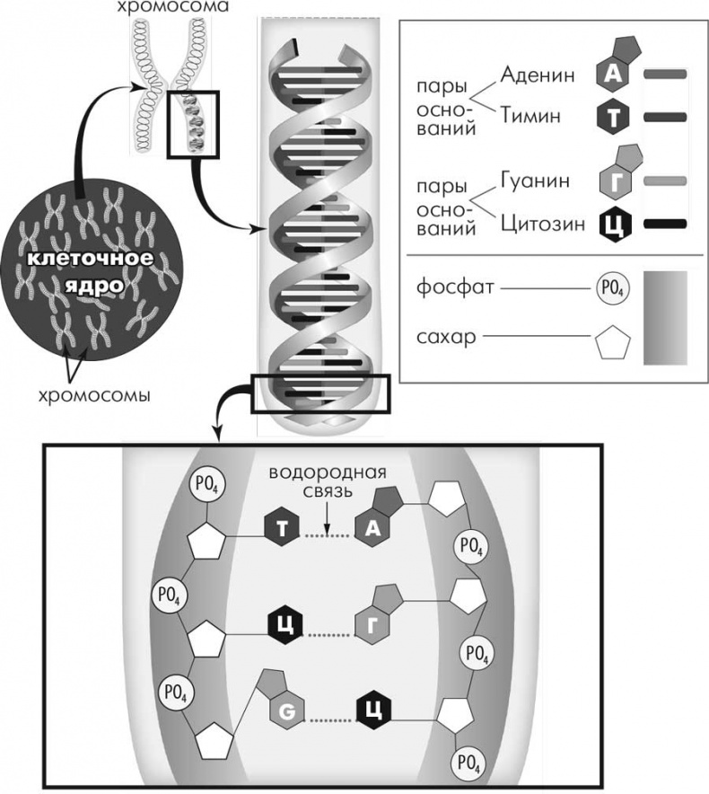 Иллюстрация к книге — Супергены. На что способна твоя ДНК? [i_002.jpg]
