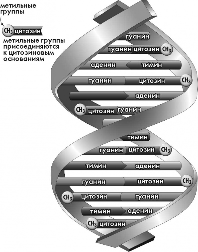 Иллюстрация к книге — Супергены. На что способна твоя ДНК? [i_003.jpg]