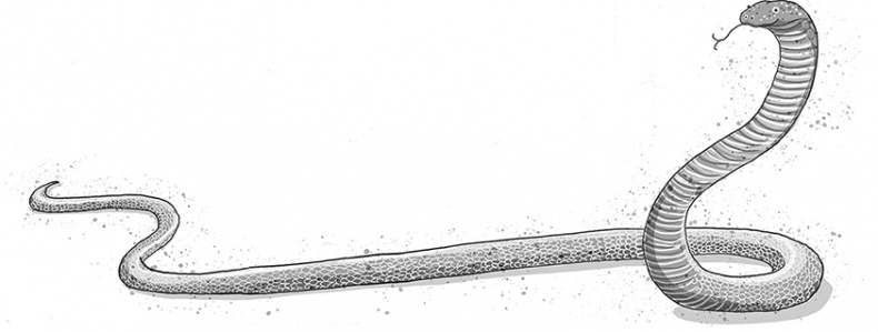 Иллюстрация к книге — Школа волшебных зверей. Выключите свет! [i_025.jpg]